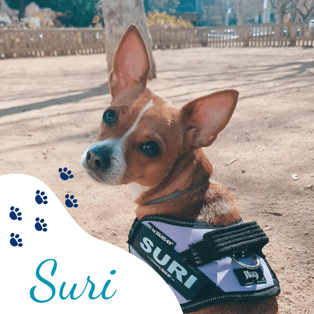 Clínica veterinaria L´Animalari paciente Suri