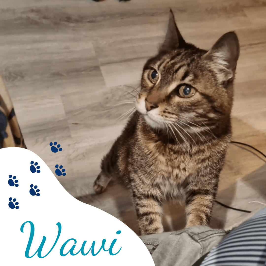 Clínica veterinaria L´Animalari paciente Wawi