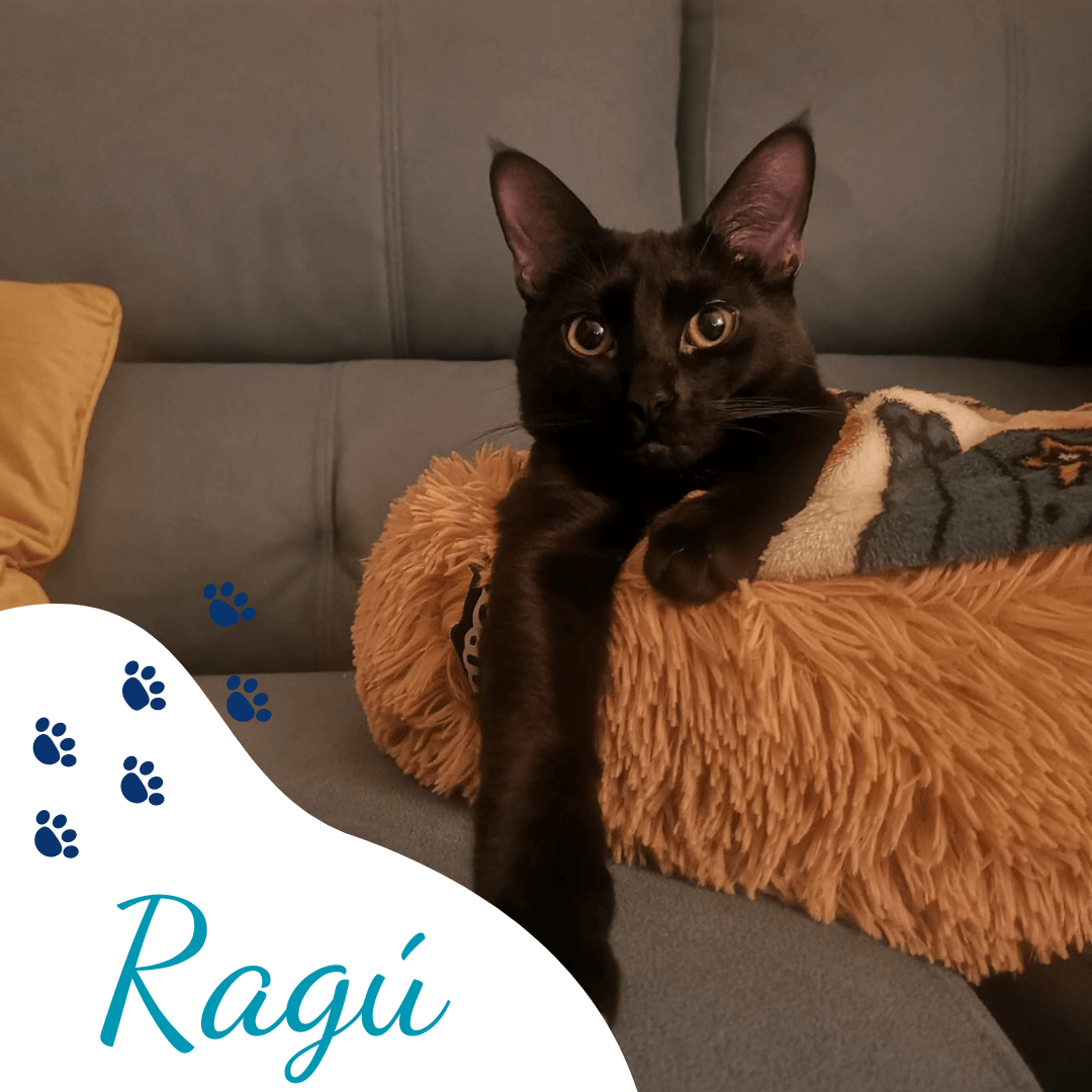 Clínica veterinaria L´Animalari paciente Ragú