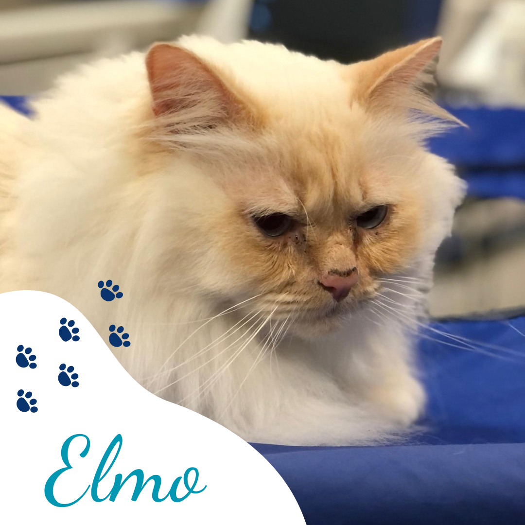 Clínica veterinaria L´Animalari paciente Elmo