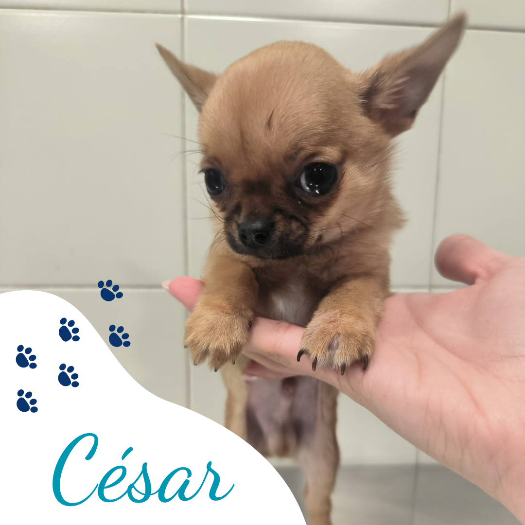 Clínica veterinaria L´Animalari paciente César